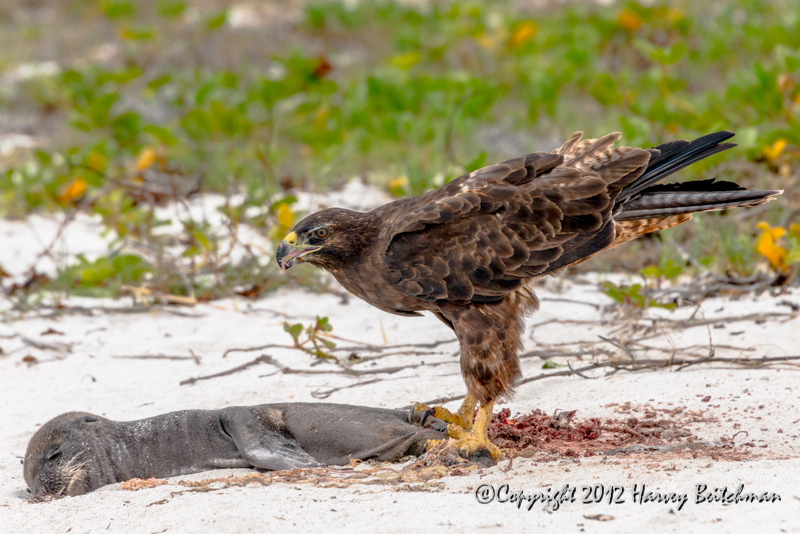 3331 Galapagos hawk, feasting on a dead sea lion.jpg